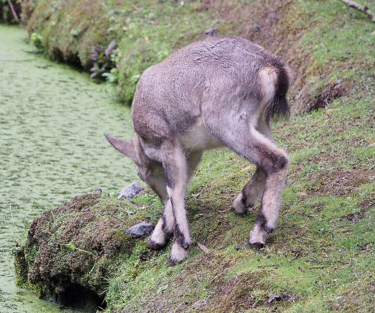 Bharal lamb (Pseudois nayaur), 2022-09-14