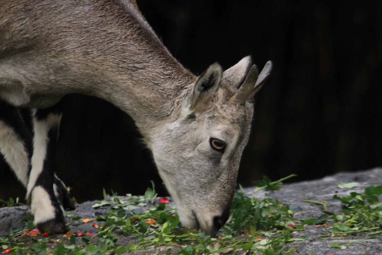 Bharal (November 2019)