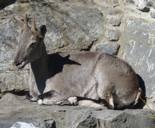 Bharal or blue sheep (Pseudois nayaur) female