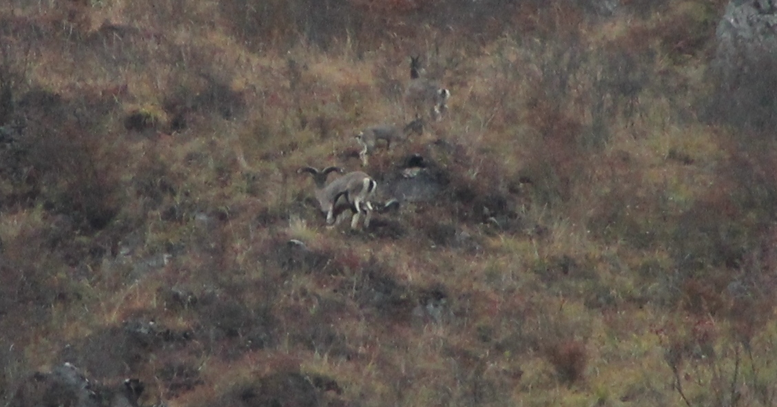 Bharal or Blue Sheep (Pseudois nayaur)