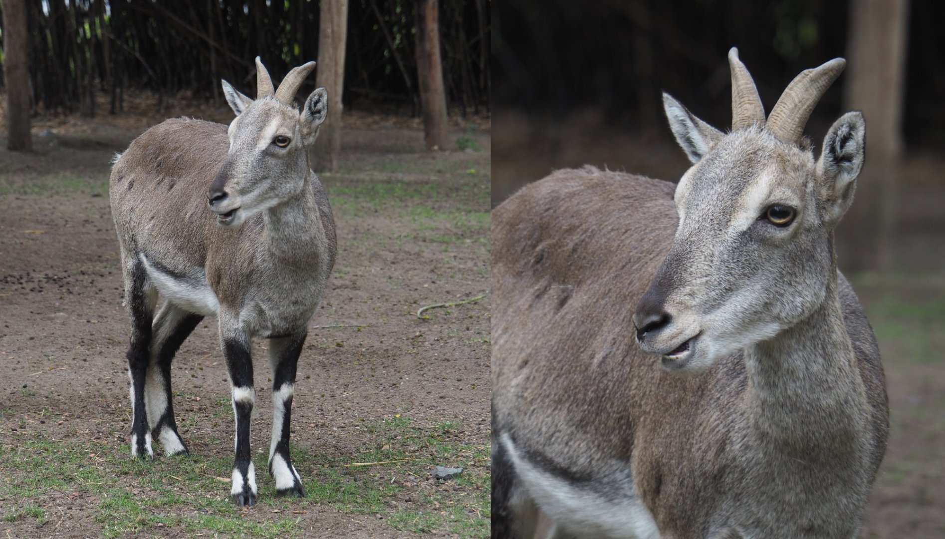 Bharal or Himalayan blue sheep (Pseudois nayaur), 2020-09-03