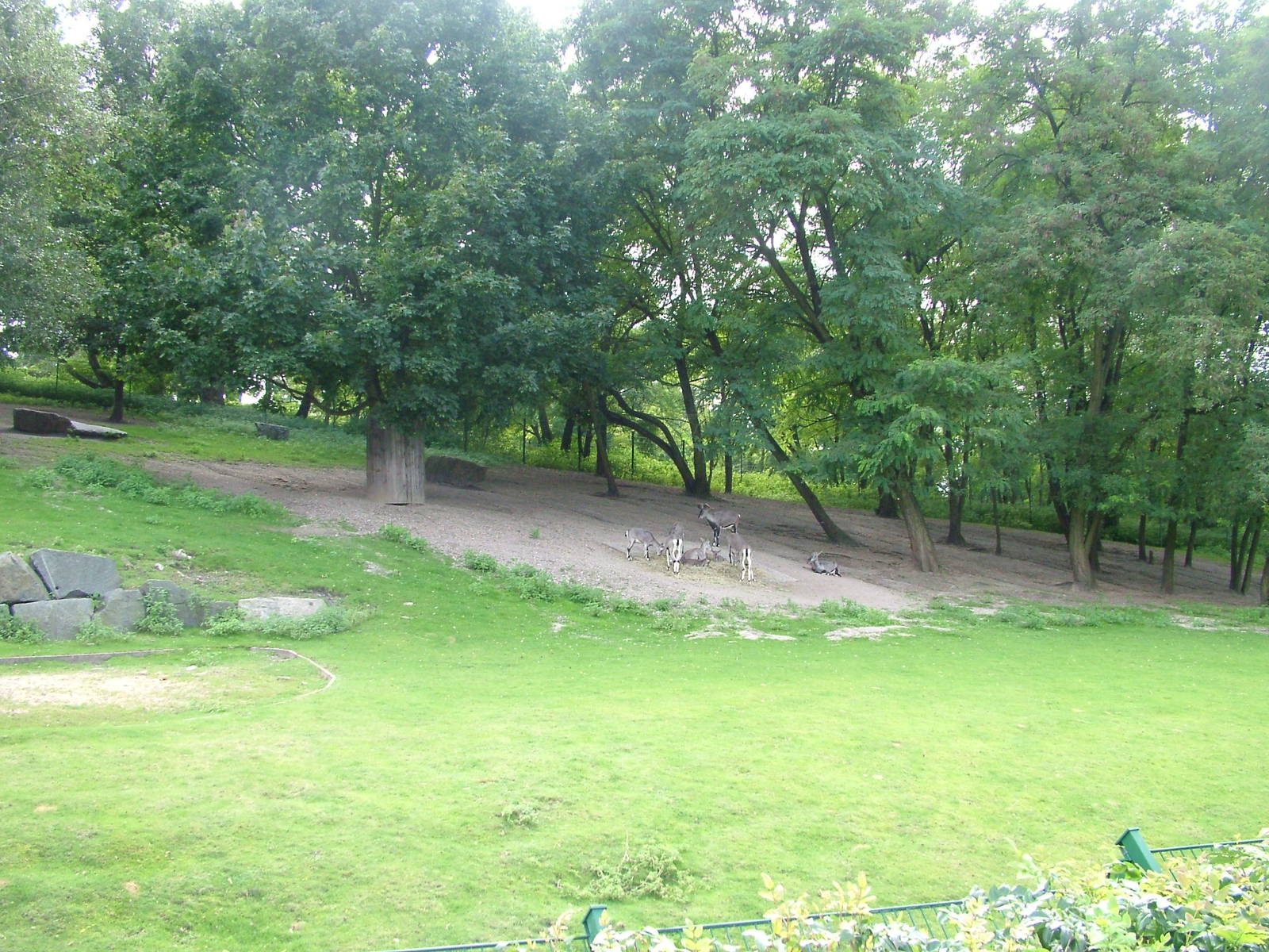 Bharal Paddock at Tierpark Berlin, 30/08/11