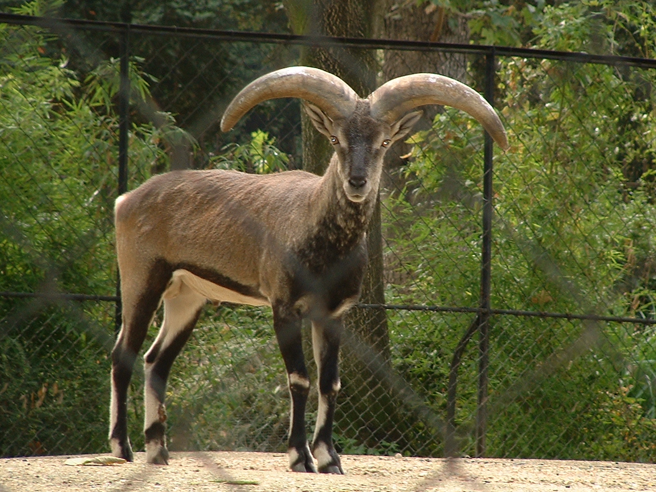 Bharal - Paris JP 2005