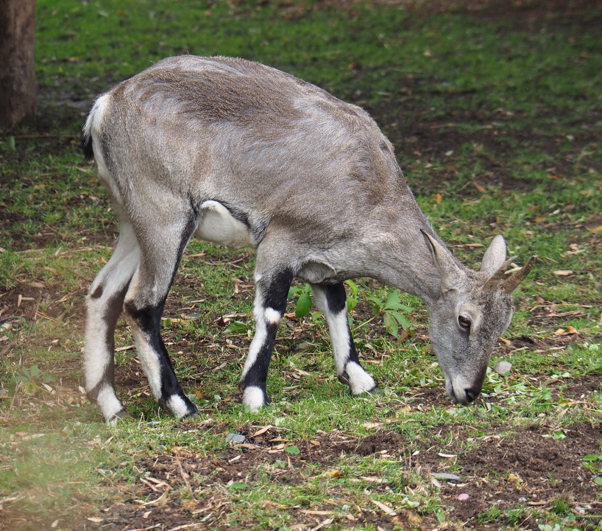 Bharal (Pseudois nayaur), 2019-10-05