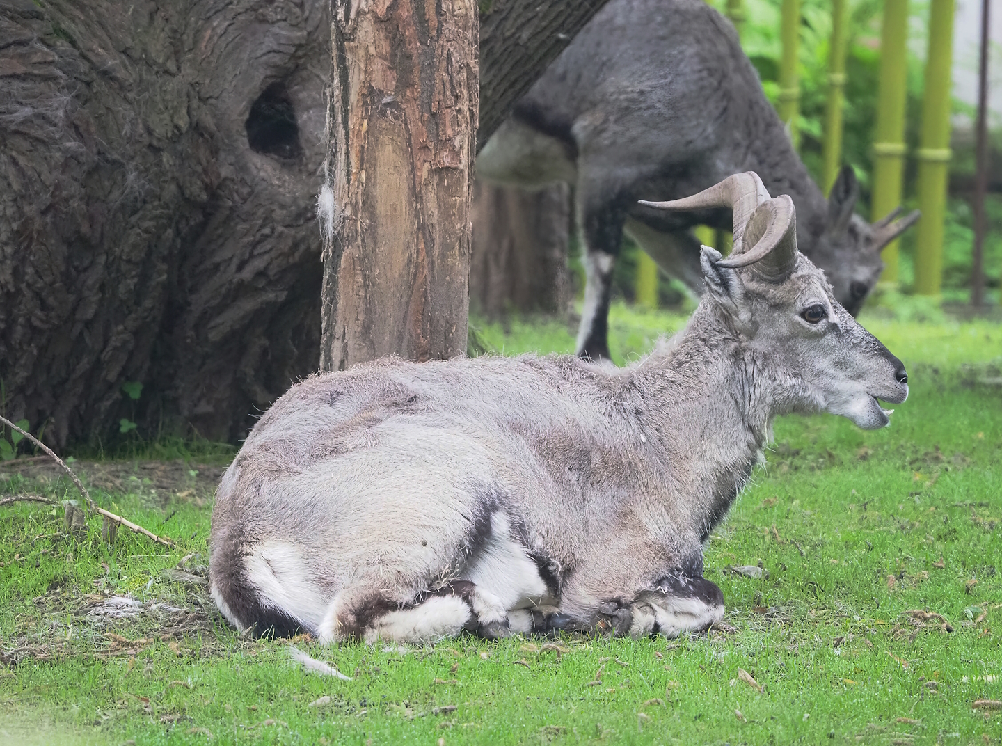 Bharal (Pseudois nayaur), 2023-05-15