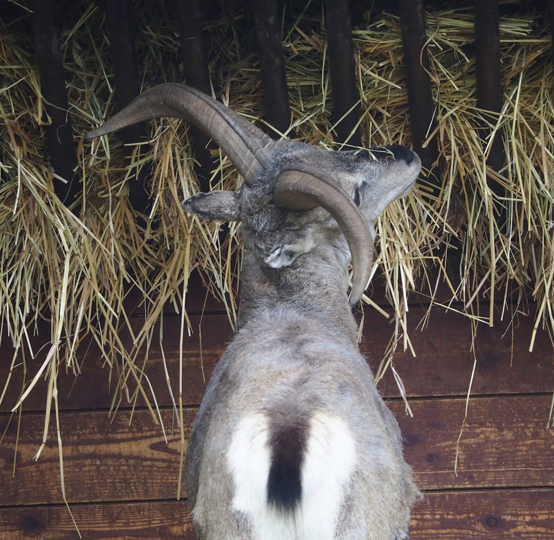 Bharal (Pseudois nayaur), 2023-05-16