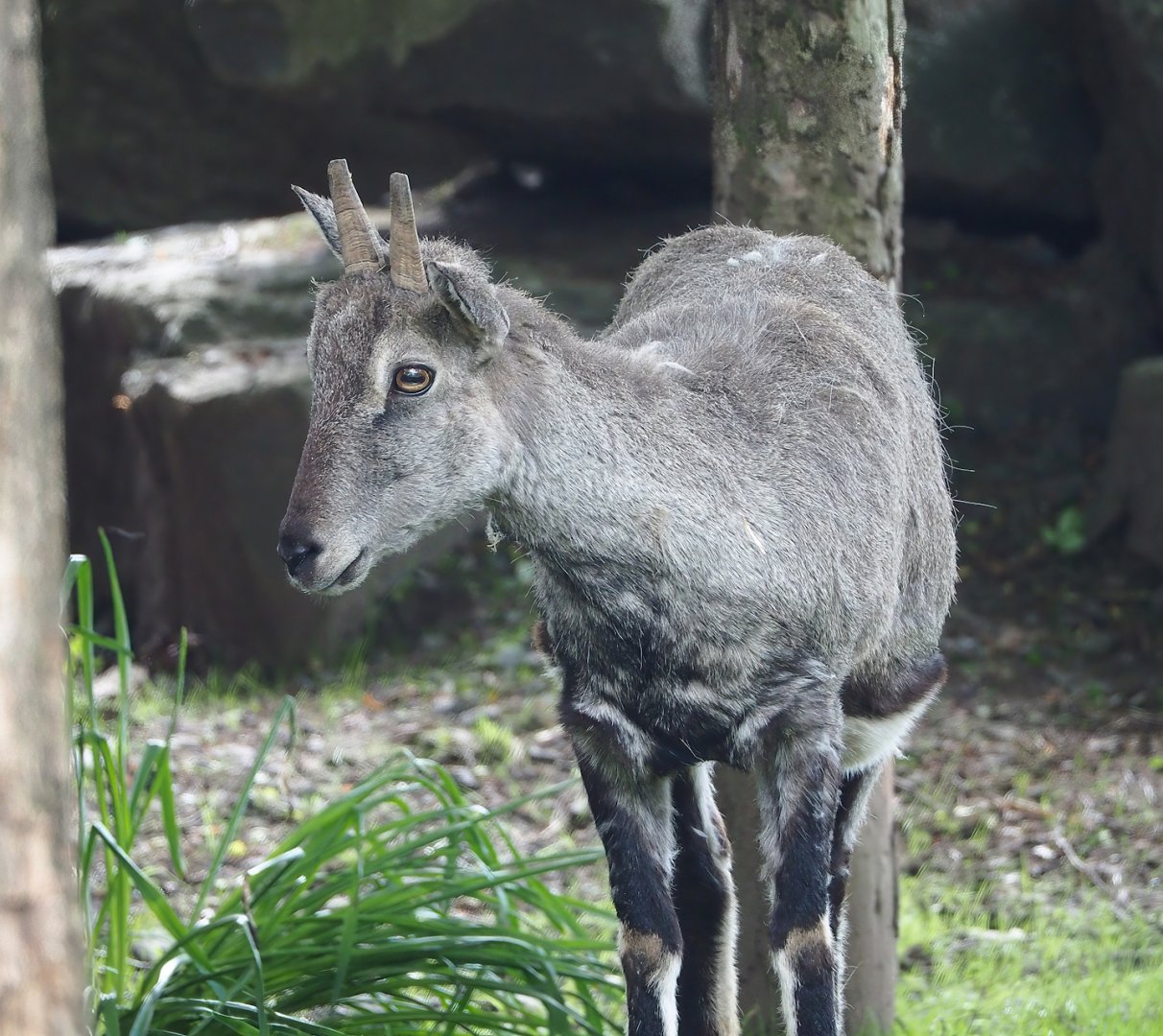 Bharal (Pseudois nayaur), 2023-05-16