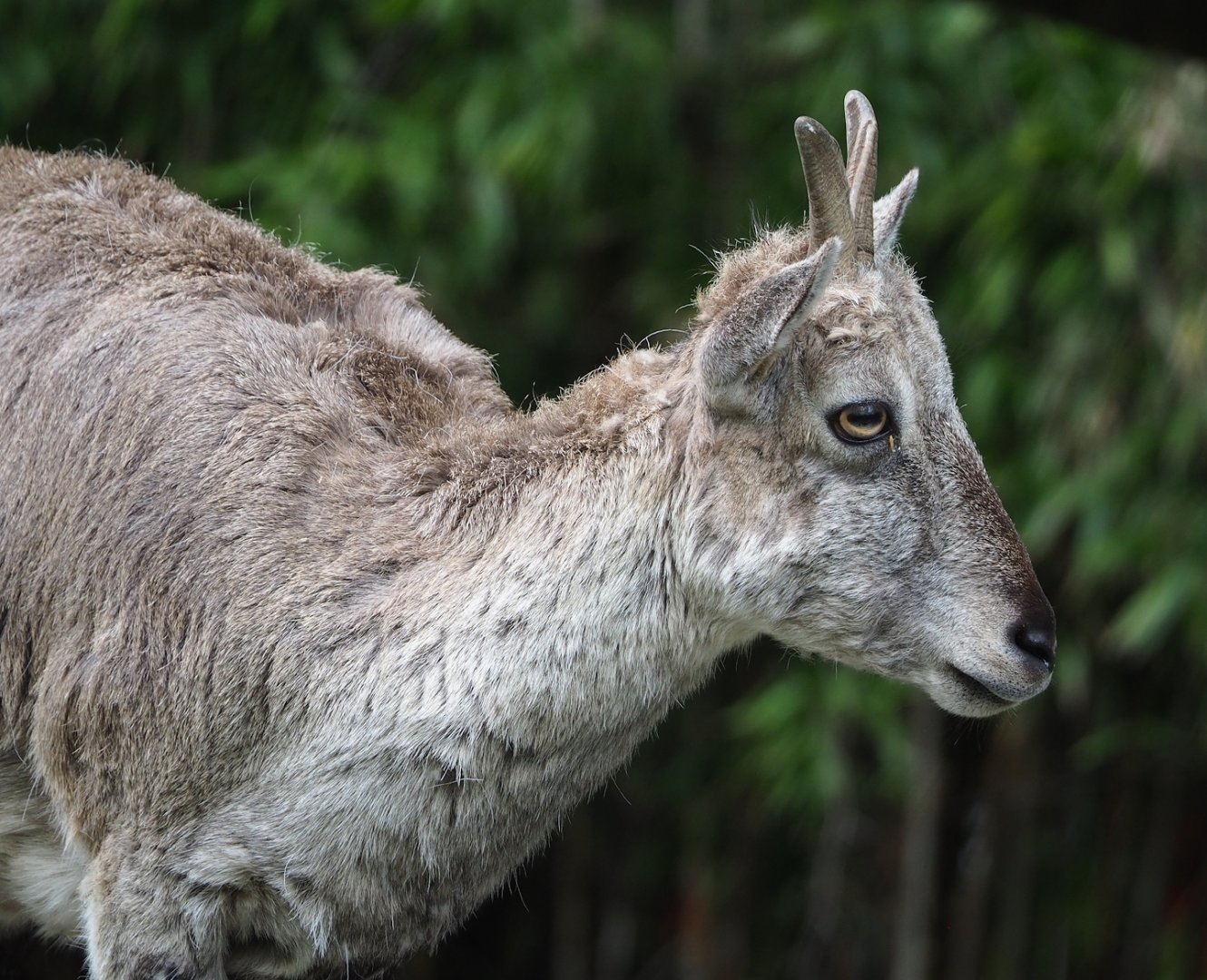 Bharal (Pseudois nayaur), 2023-05-16