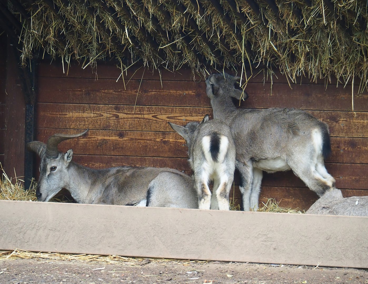 Bharal (Pseudois nayaur), 2023-10-13