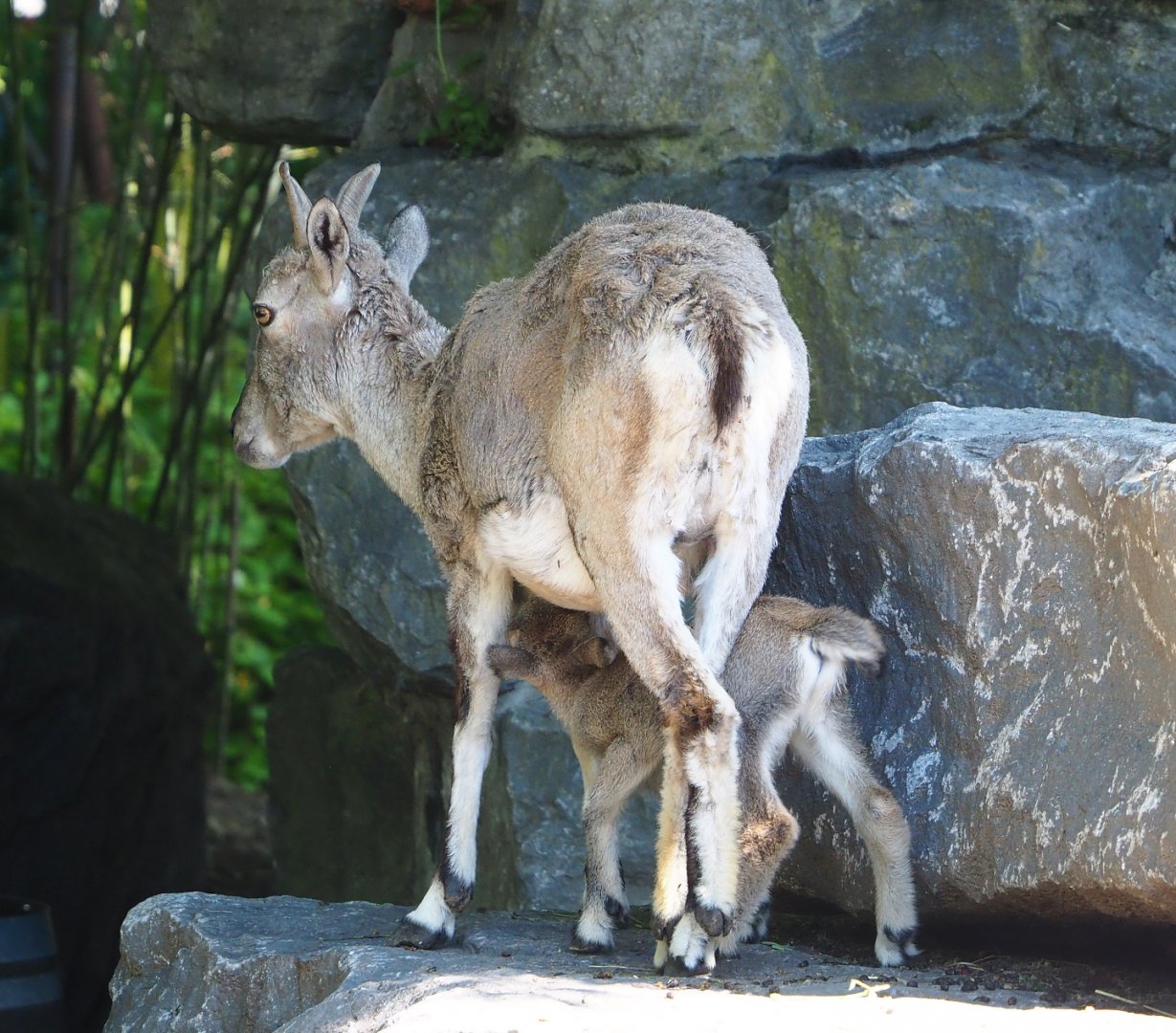 Bharal (Pseudois nayaur) ewe with lamb, 2022-06-28