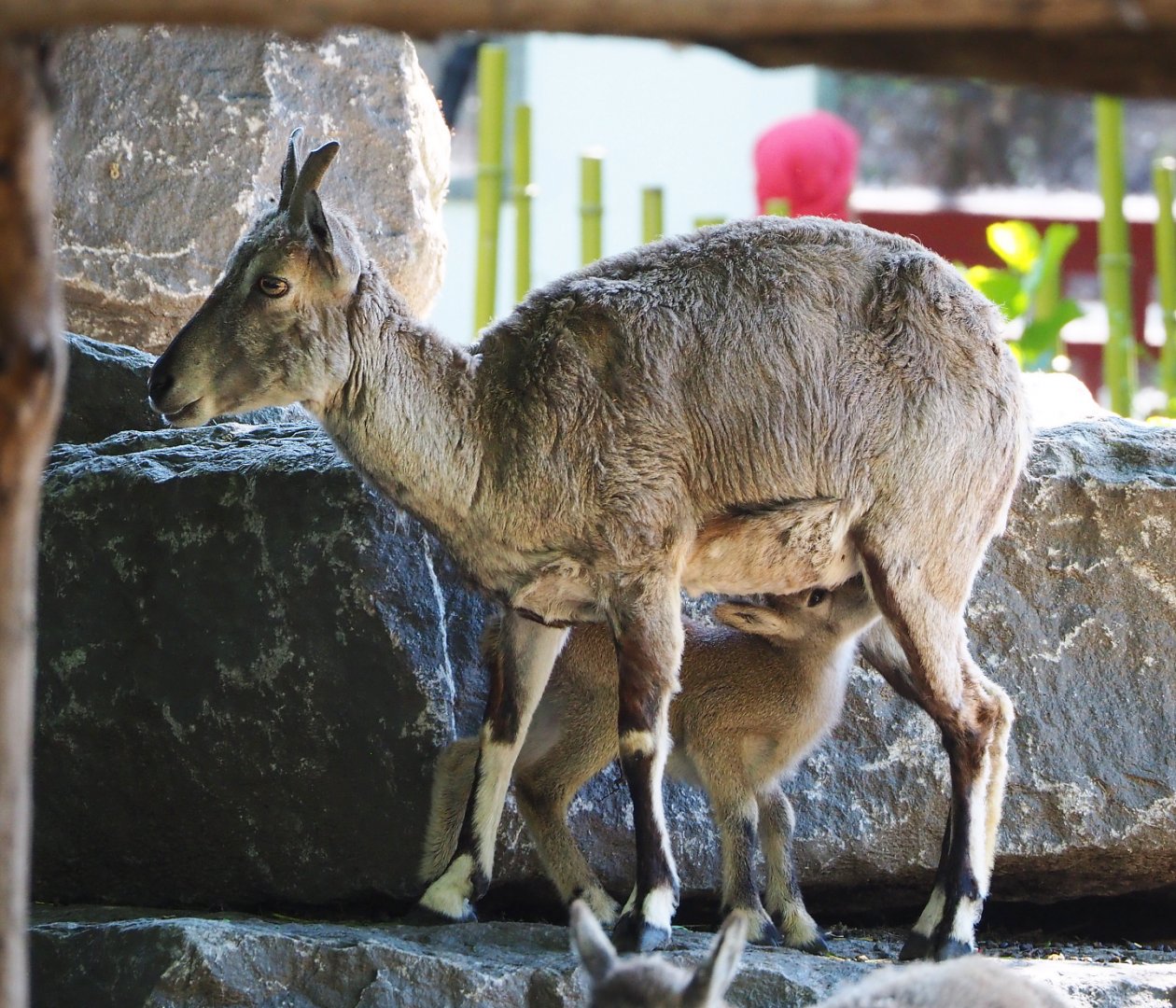 Bharal (Pseudois nayaur) ewe with lamb, 2022-06-28