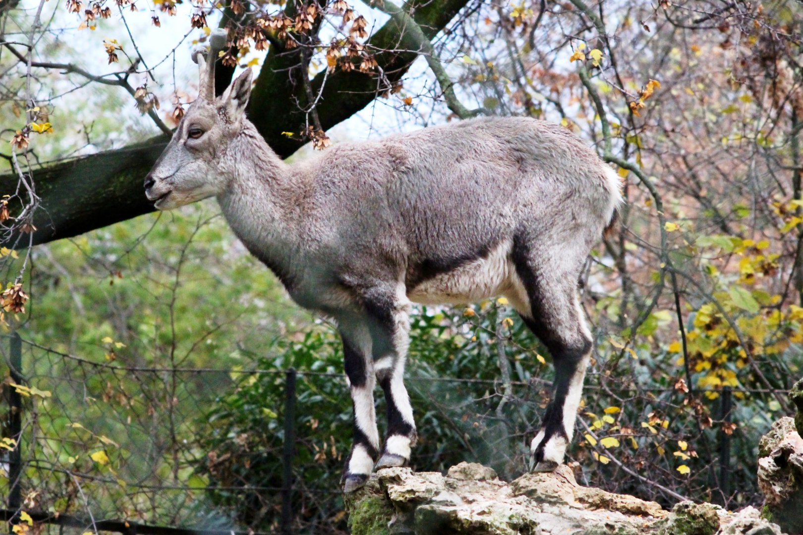 Bharal (Pseudois nayaur) in Jardin des Plantes; 24th November 2018