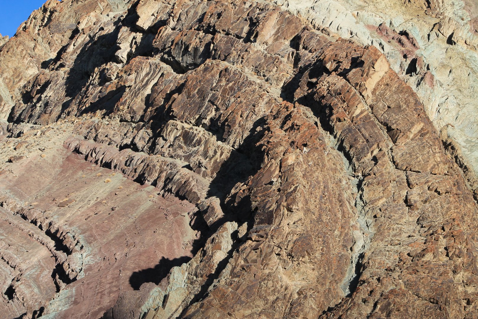 Bharal (Pseudois nayaur) on cliffs