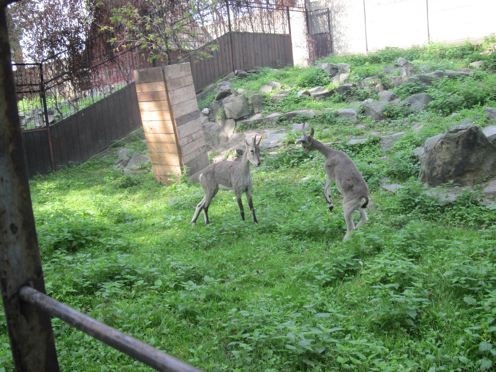 Bharal (Pseudois nayaur)