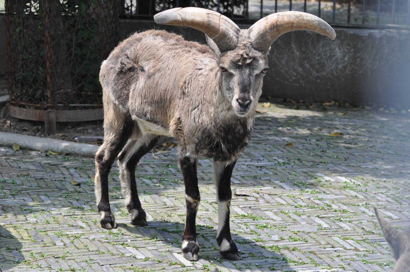 Bharal/ Pseudois nayaur