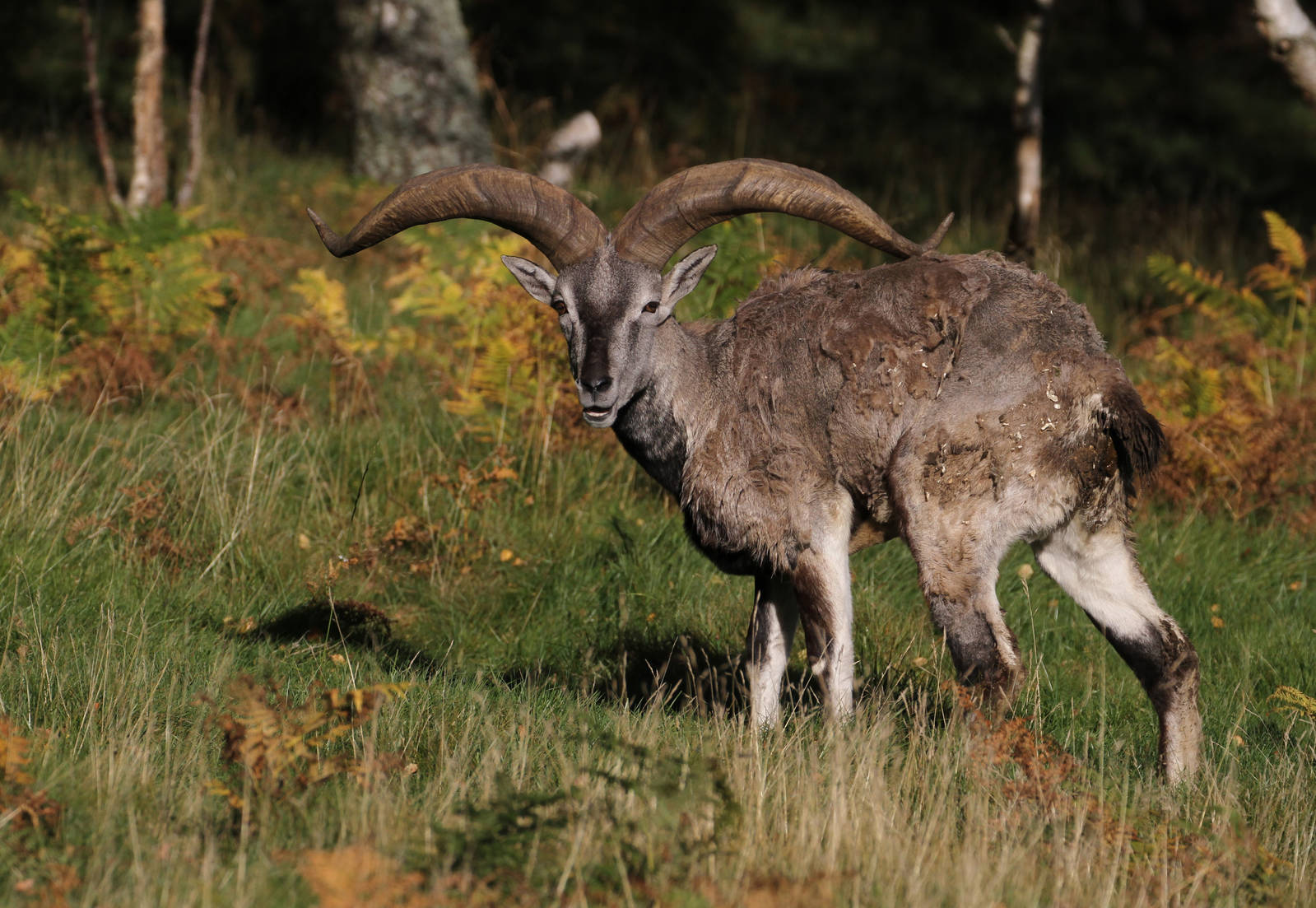 Bharal (Pseudois nayaur)