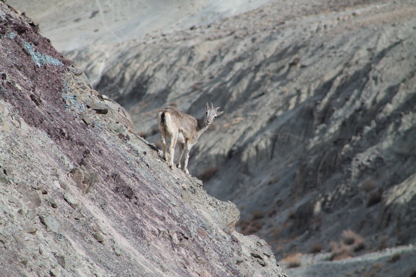 Bharal (Pseudois nayaur)