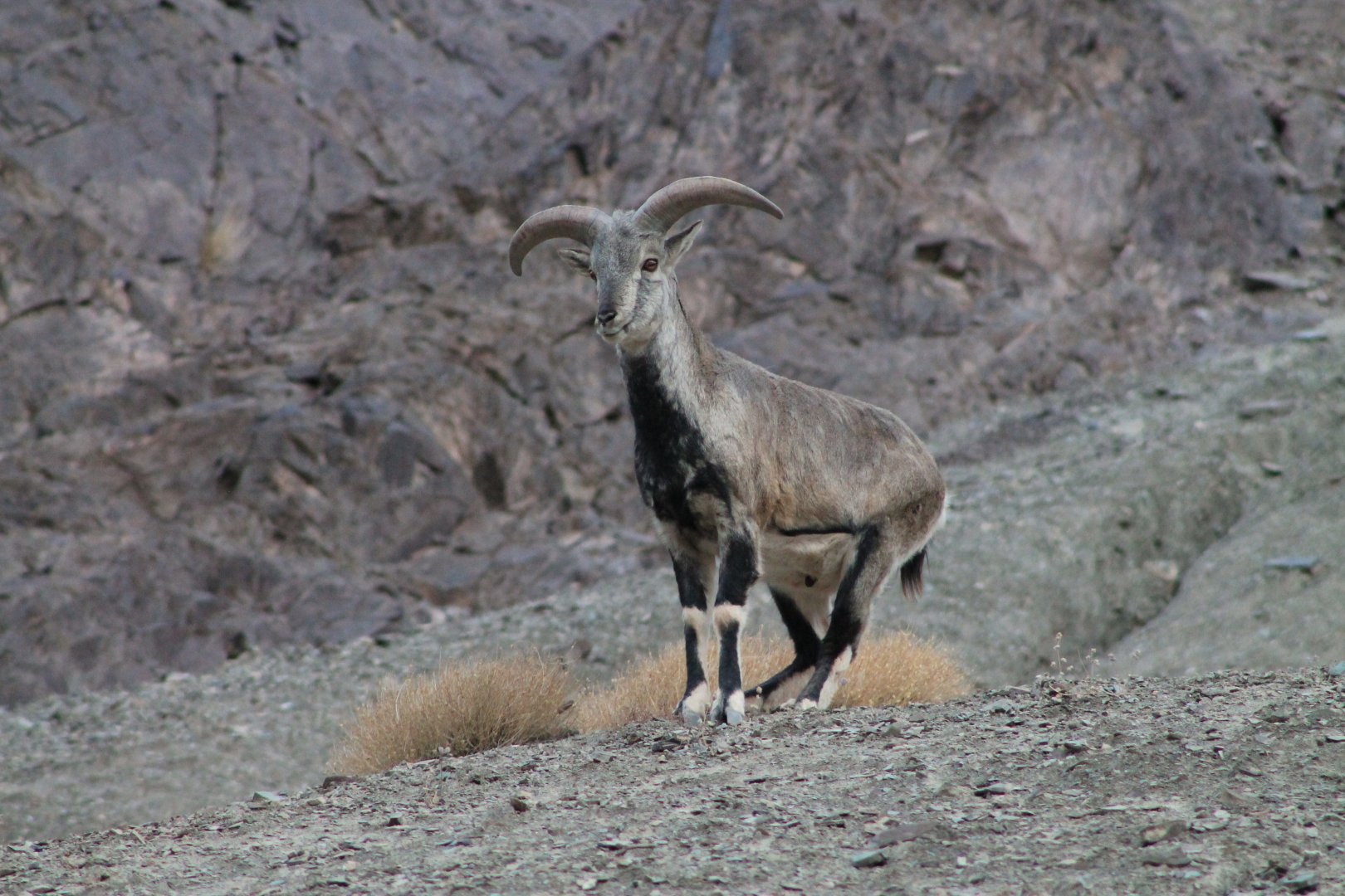 Bharal (Pseudois nayaur)