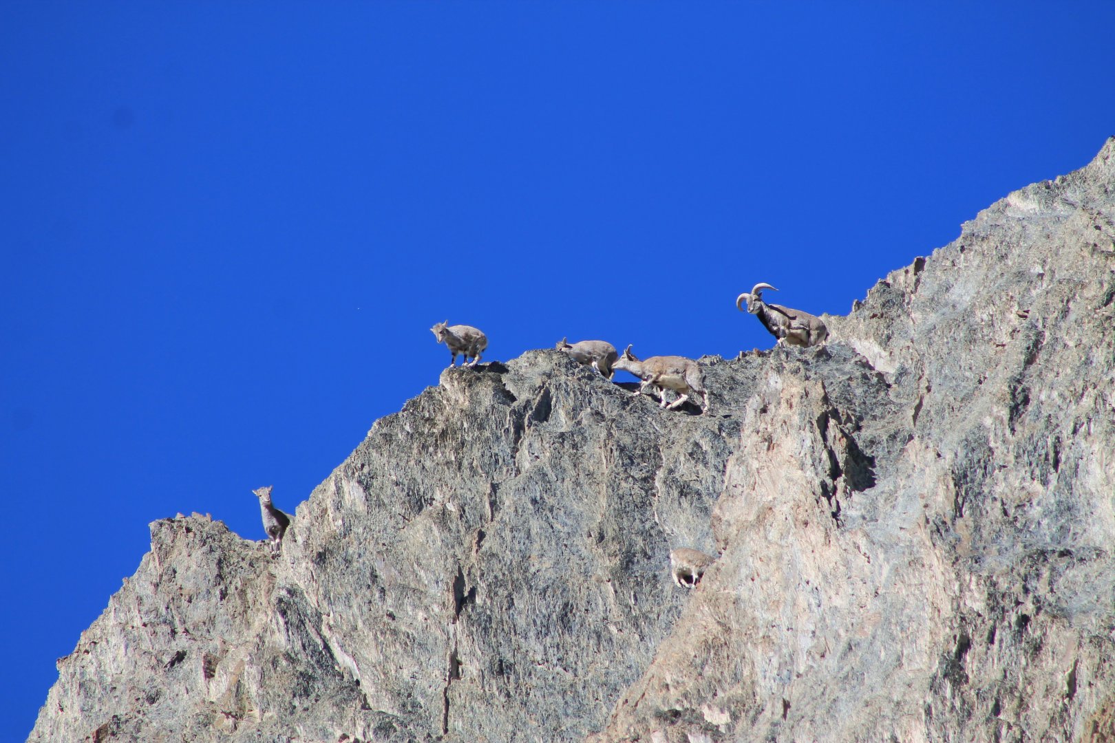 Bharal (Pseudois nayaur)