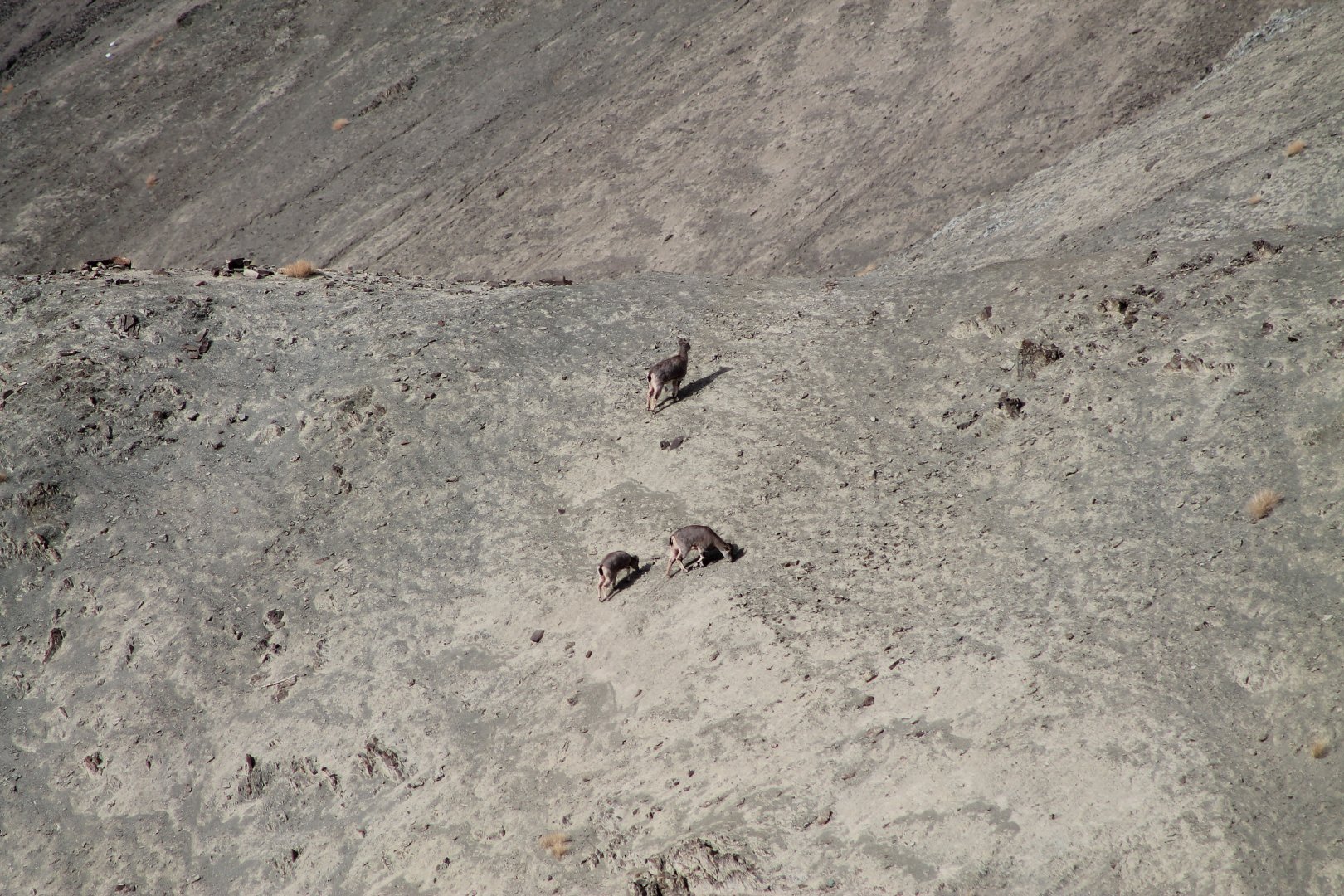 Bharal (Pseudois nayaur)