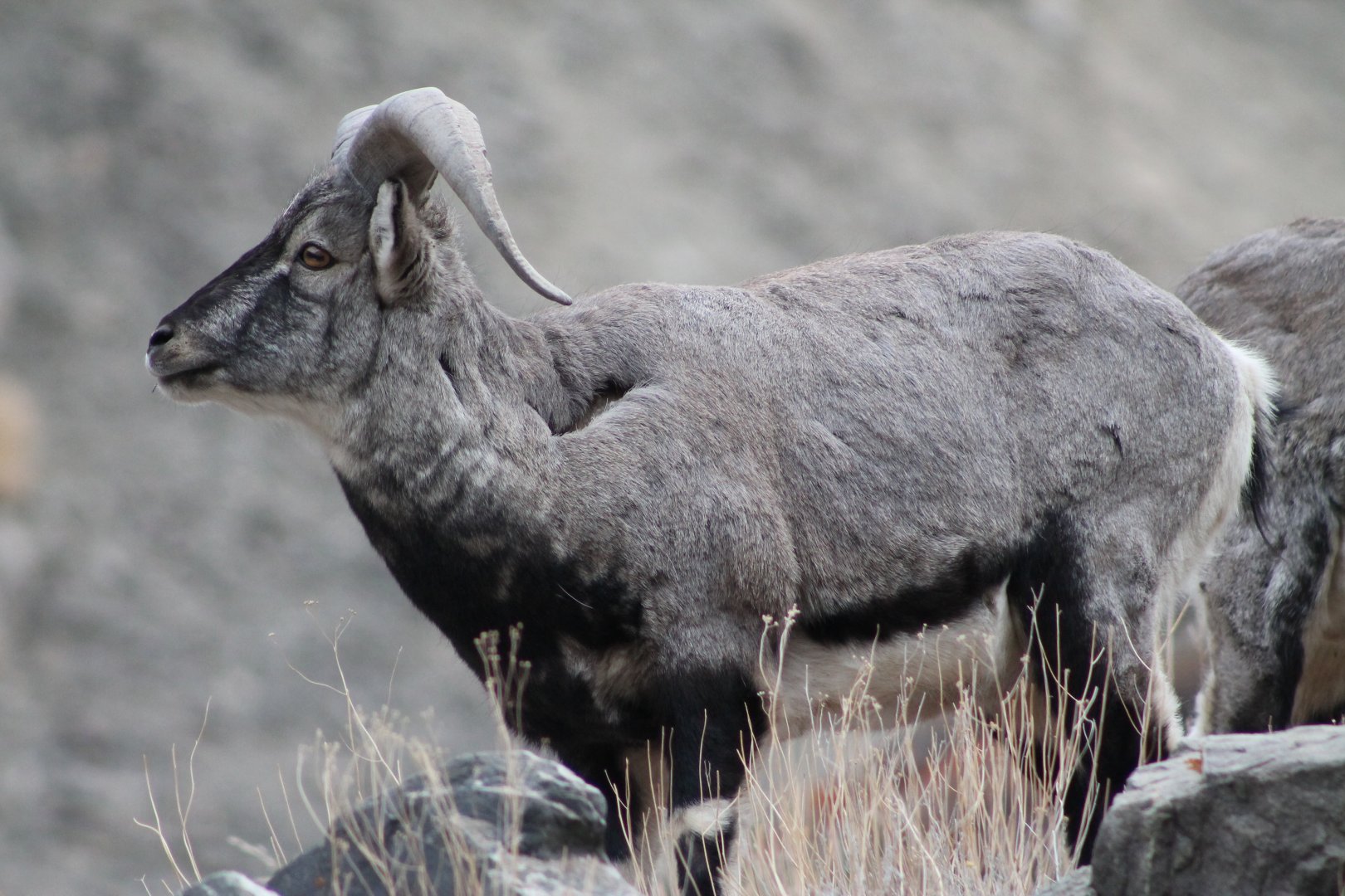 Bharal (Pseudois nayaur)