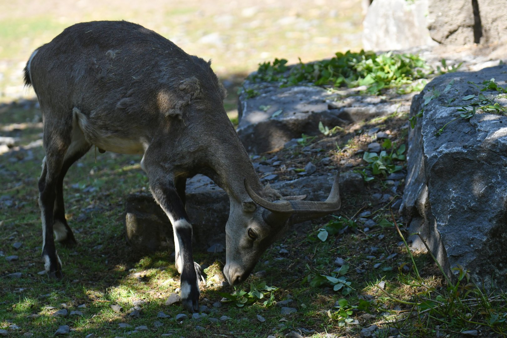 Bharal (Pseudois nayaur)