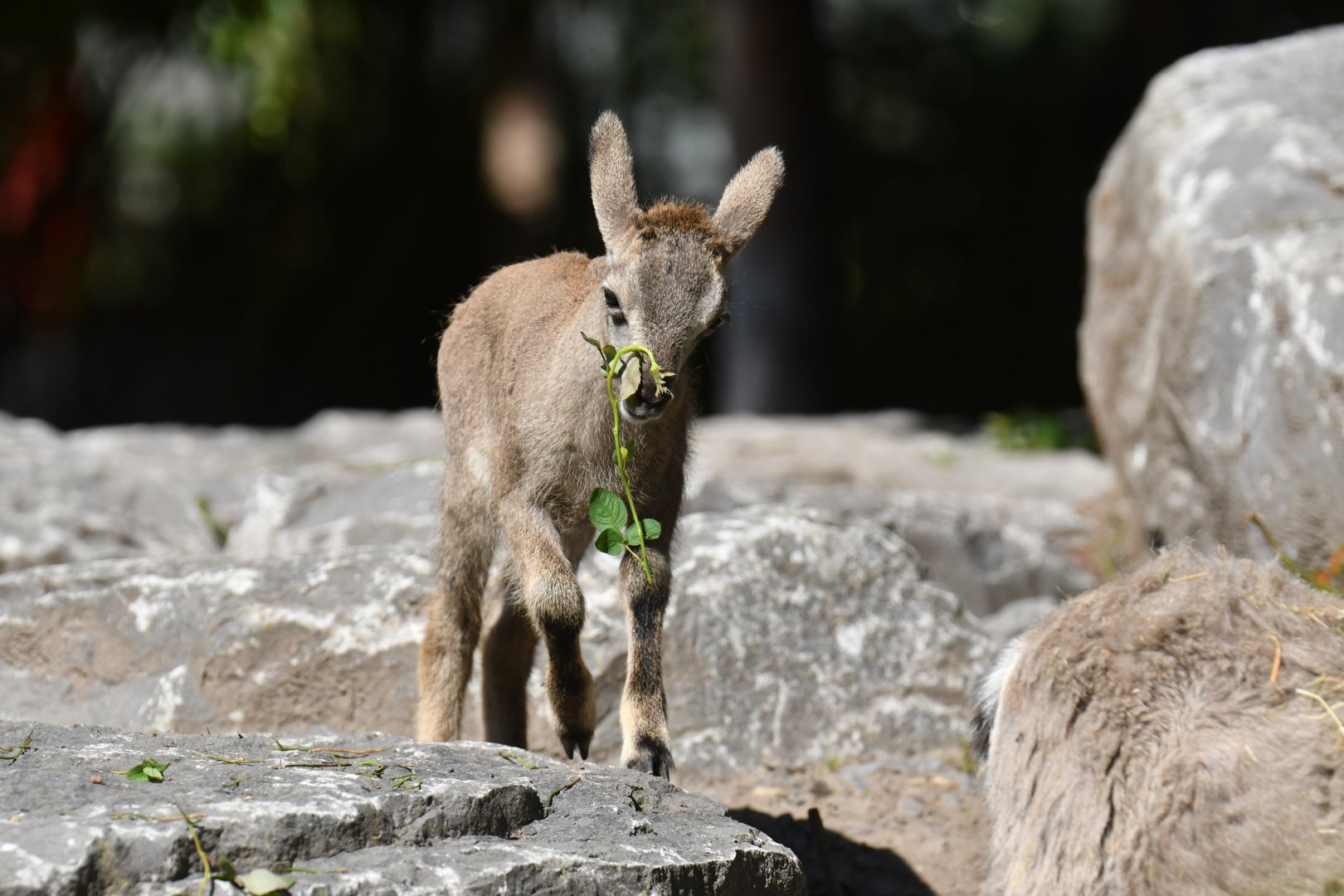 Bharal (Pseudois nayaur)