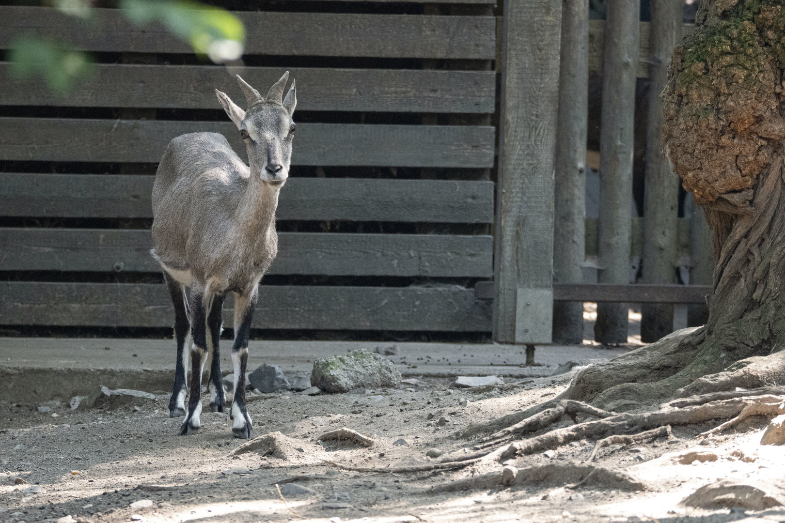 Bharal (Pseudois nayaur)