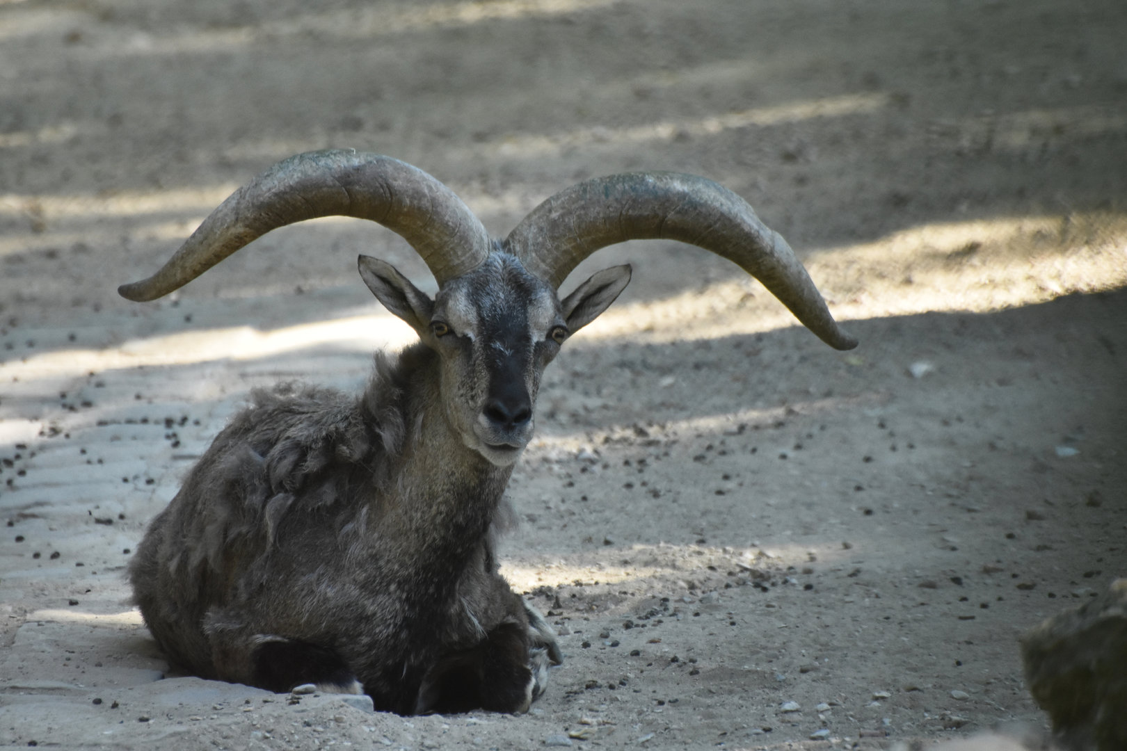 Bharal (Pseudois nayaur)
