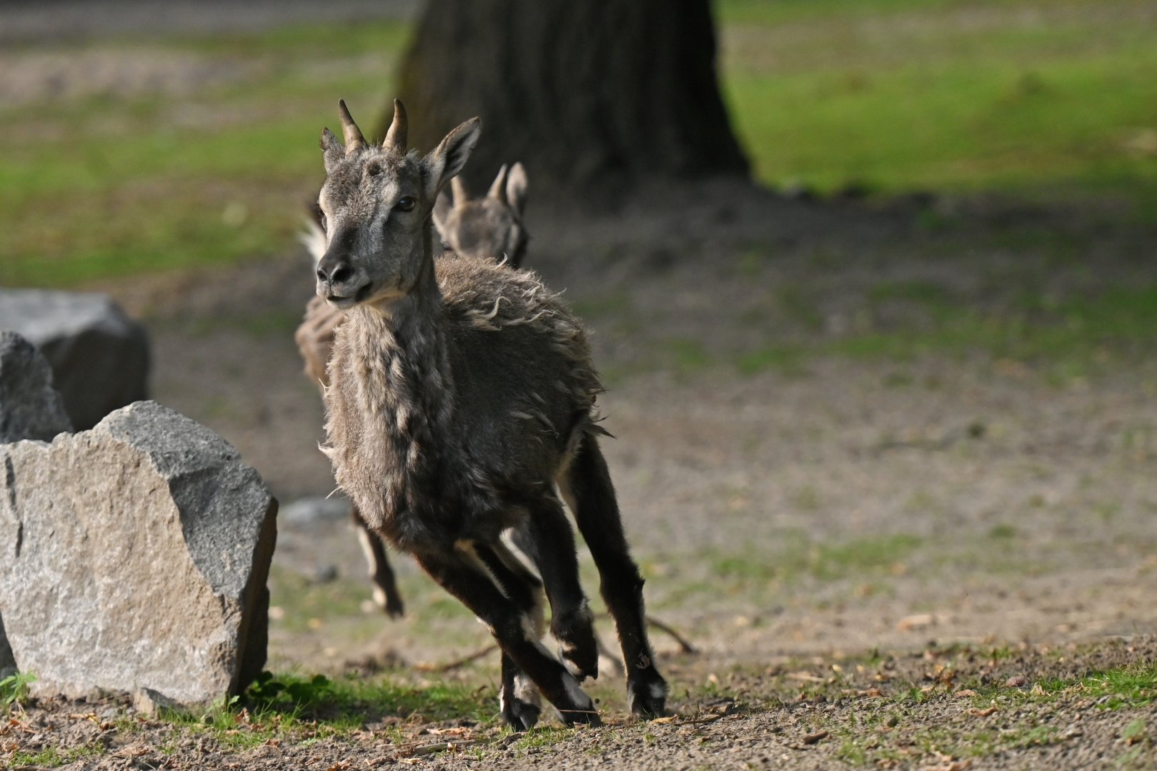 Bharal (Pseudois nayaur)