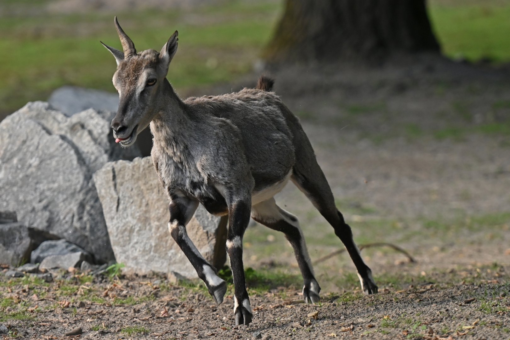 Bharal (Pseudois nayaur)
