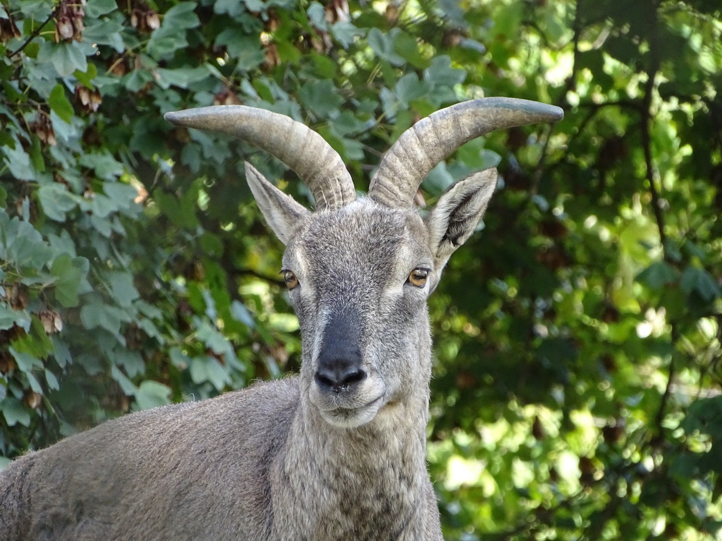 Bharal (Pseudois nayaur)