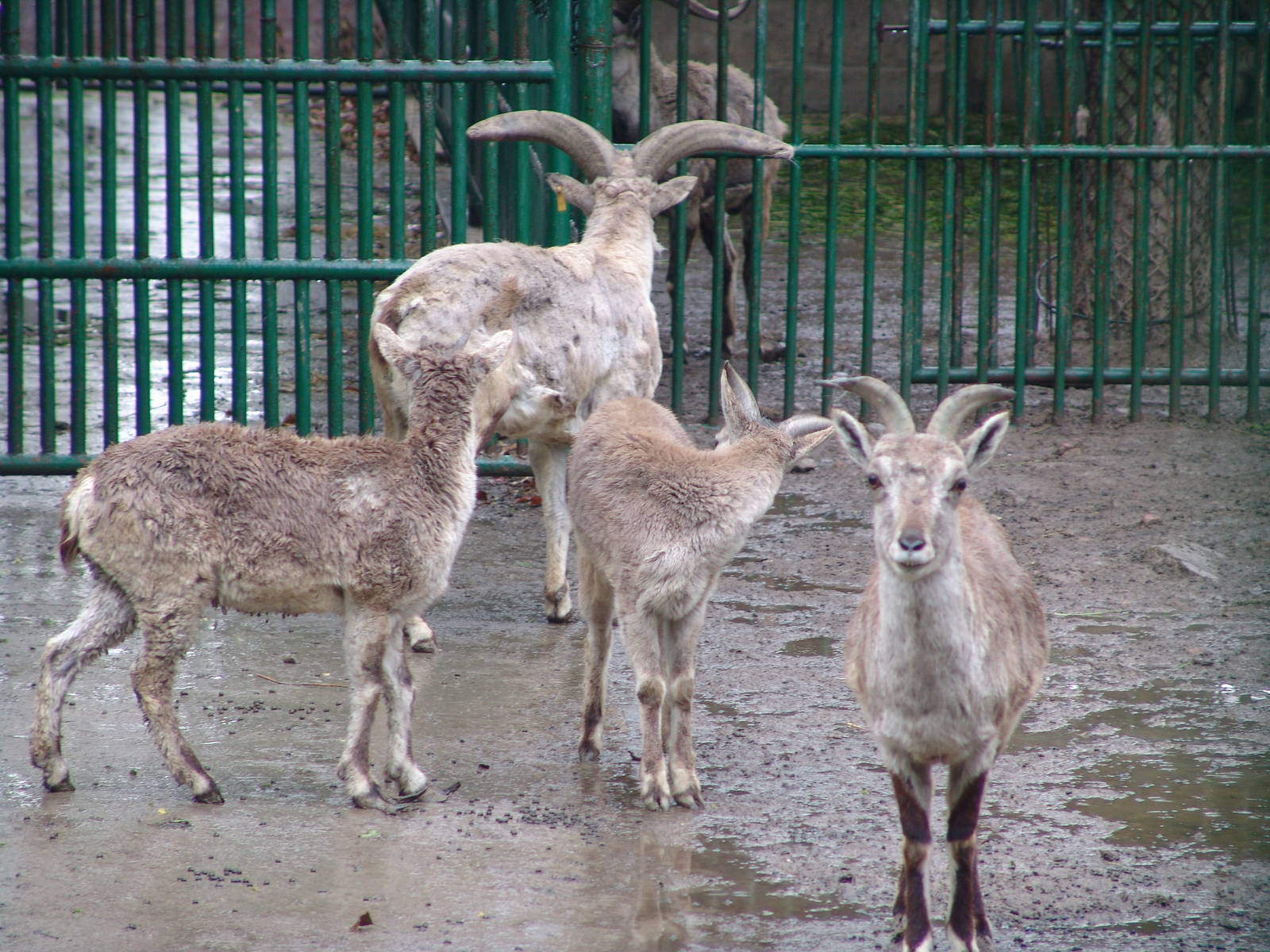Bharal (Pseudois nayauraka) Himalayan Blue Sheep
