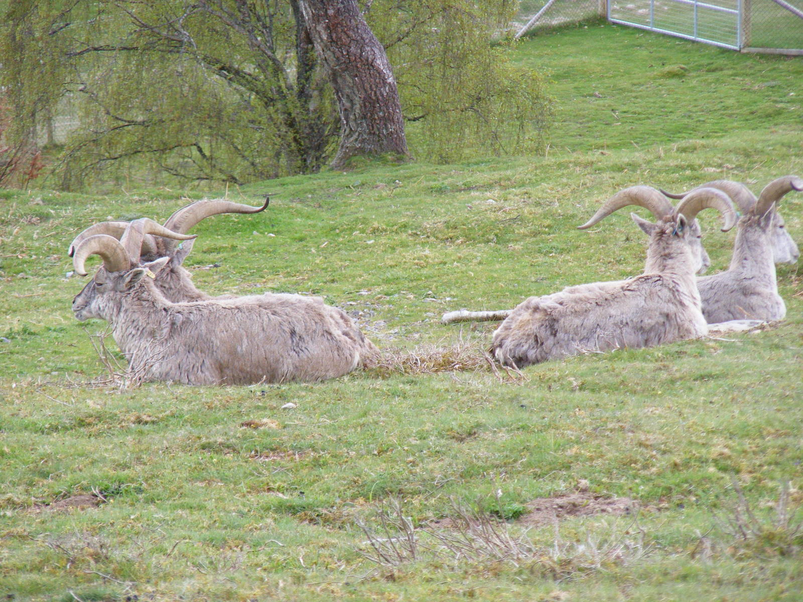 Bharals at Highland Wildlife Park, 17 May 2010