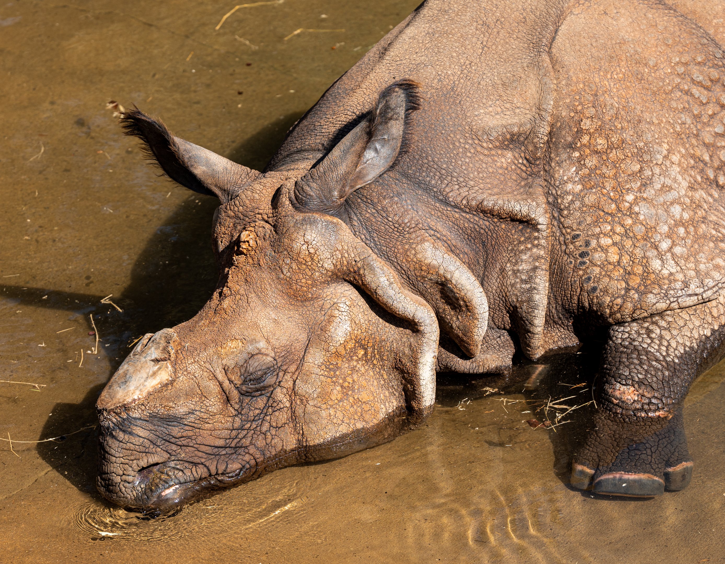 Bhopu the Greater One Horned Rhinoceros