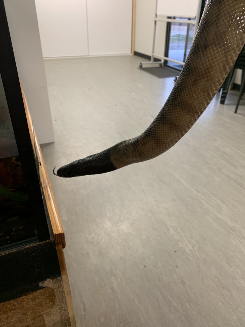 BHP the Black Headed Python