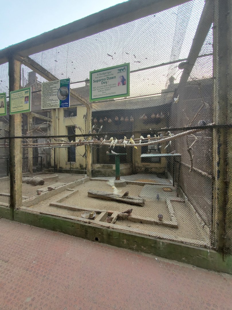 Bhutan Grey Peacock Pheasant + Budgerigar Exhibit - January 2023