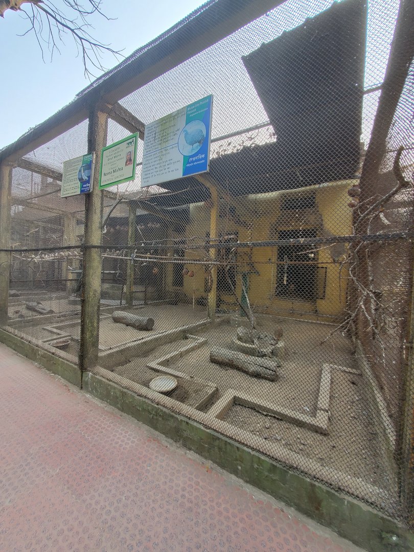 Bhutan Grey Peacock Pheasant + Cockatiel Exhibit - January 2023