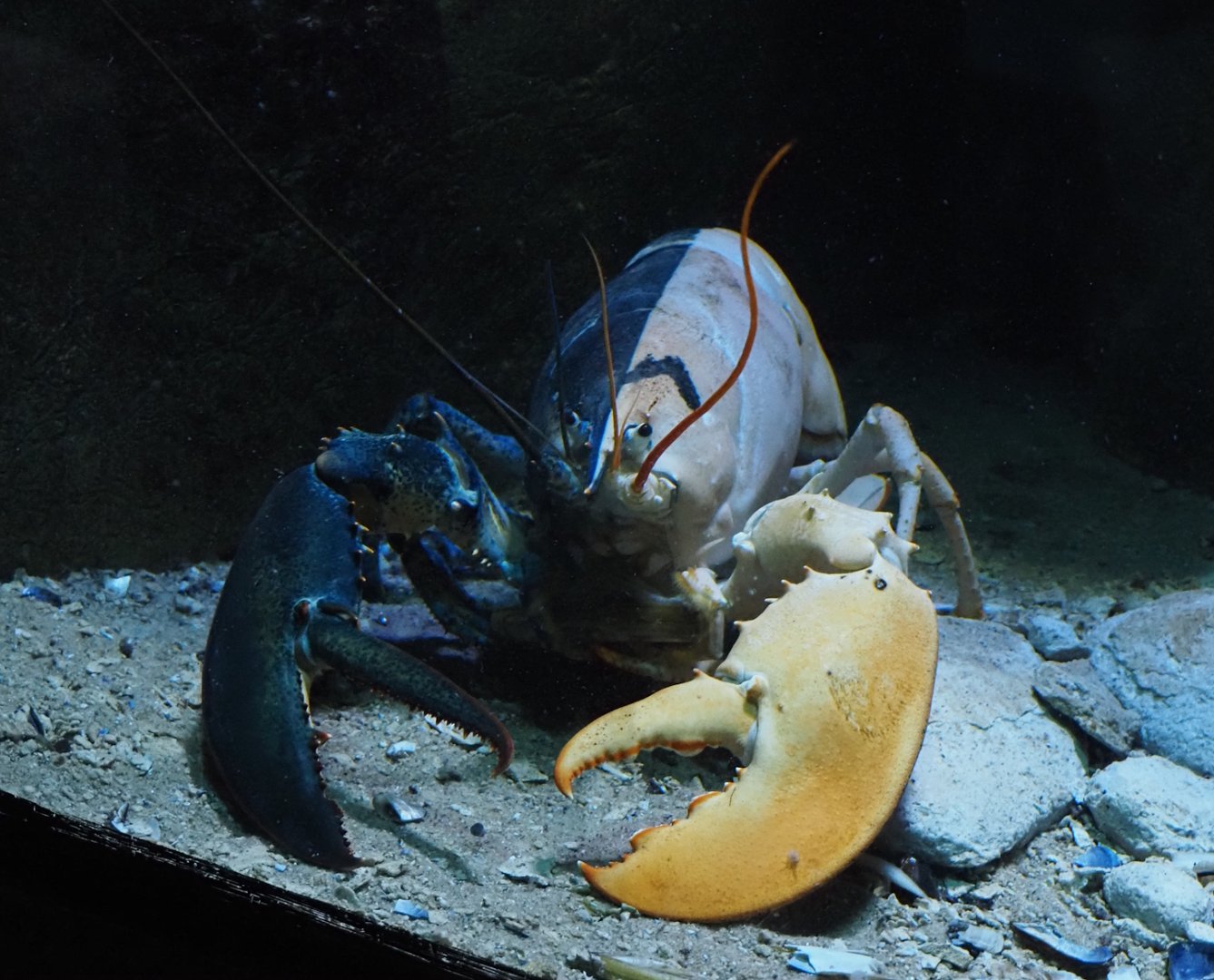 Bi-colored chimera American lobster (Homarus americanus), 2024-06-30