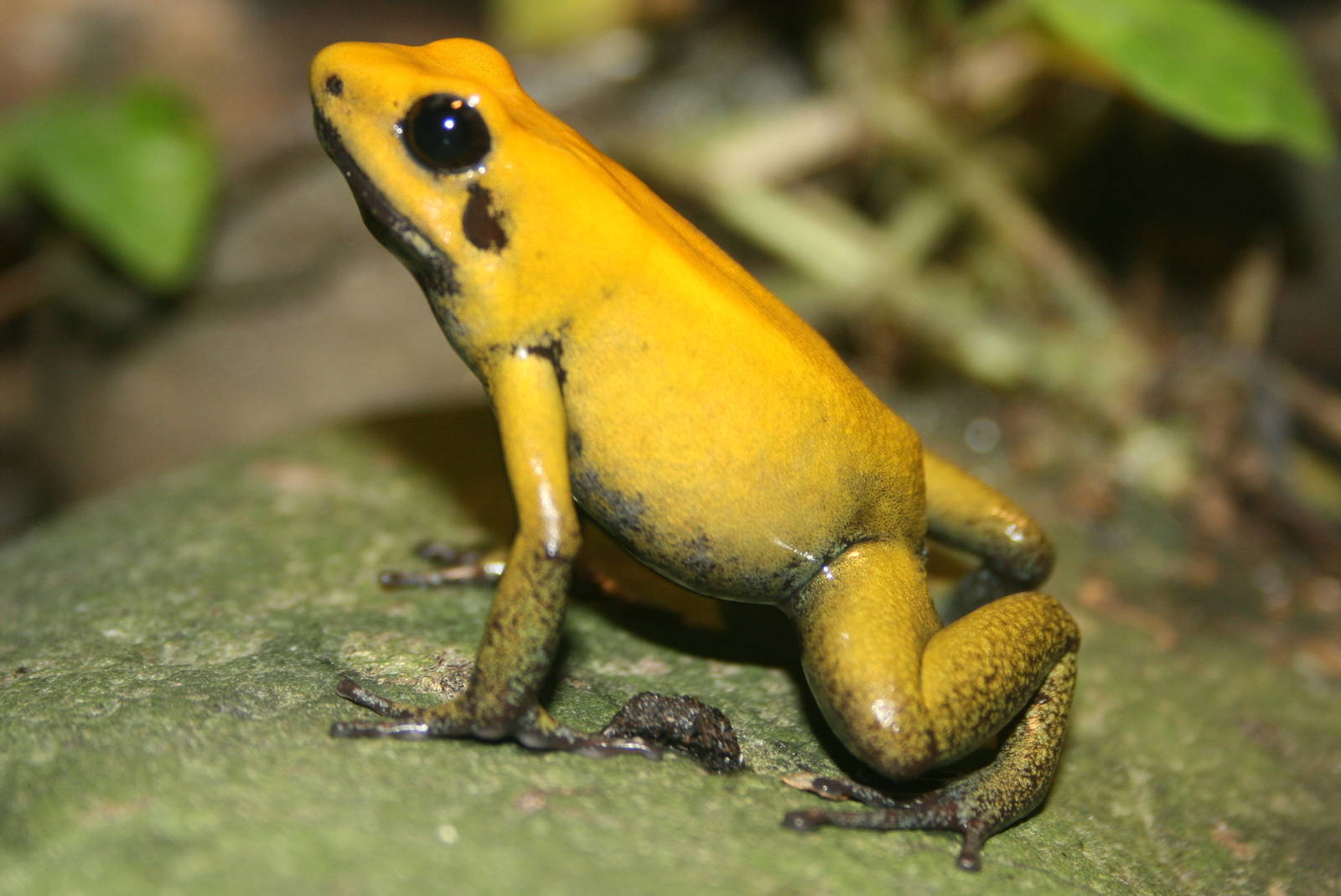 Bi-coloured poison arrow frog: London Zoo; 1st January 2011