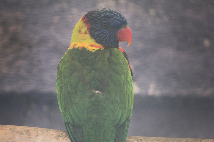 Biak lorikeet (Trichoglossus rosenbergii)