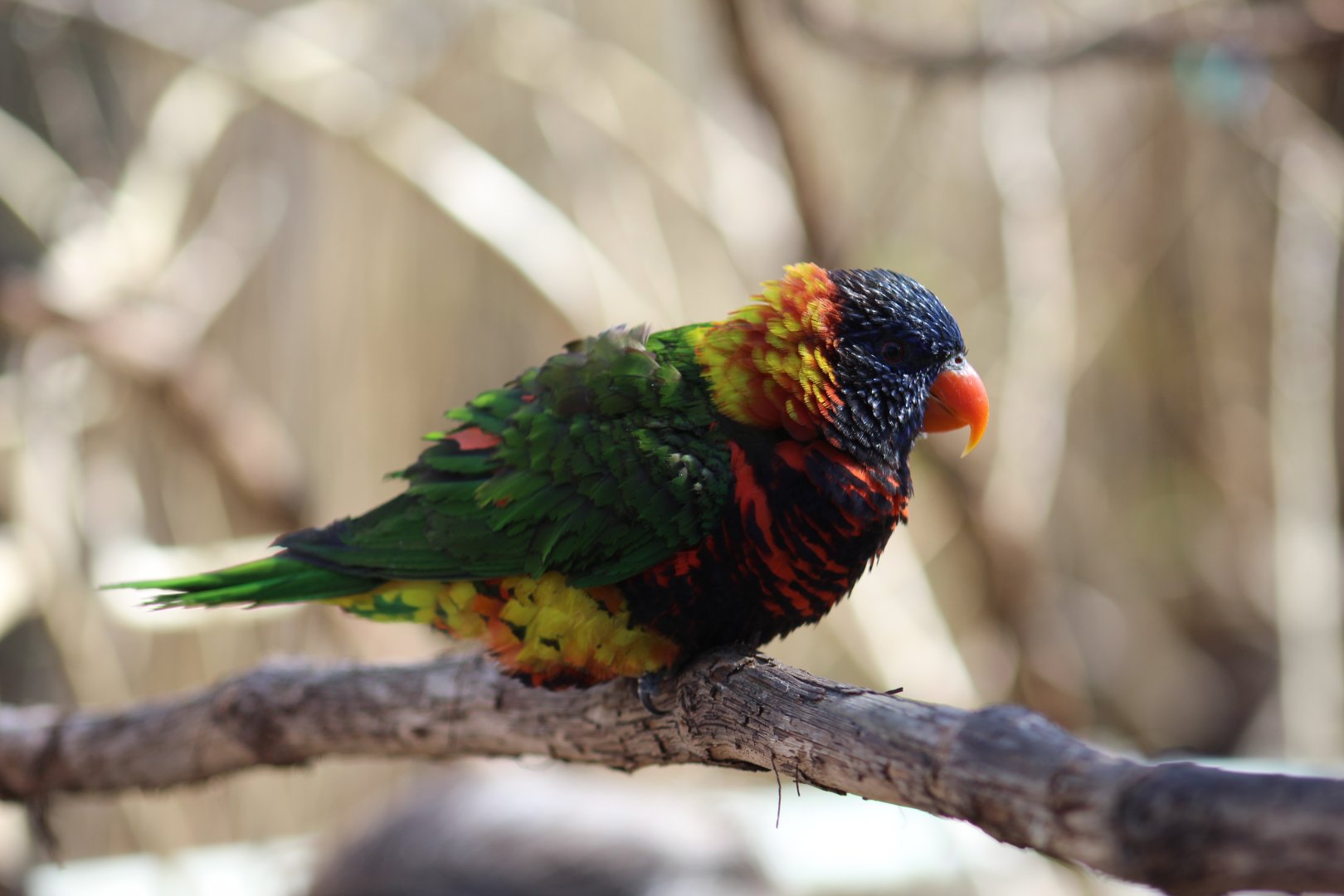 Biak Lorikeet