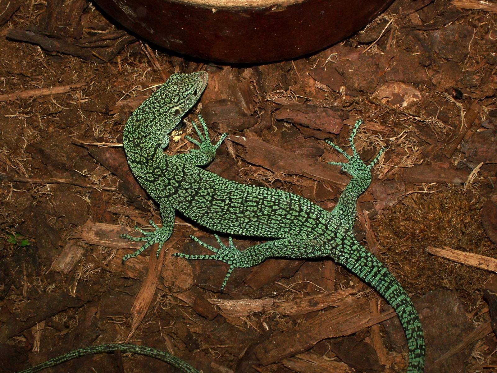 Biak Tree Monitor at Prague Terrarium, 26/08/12
