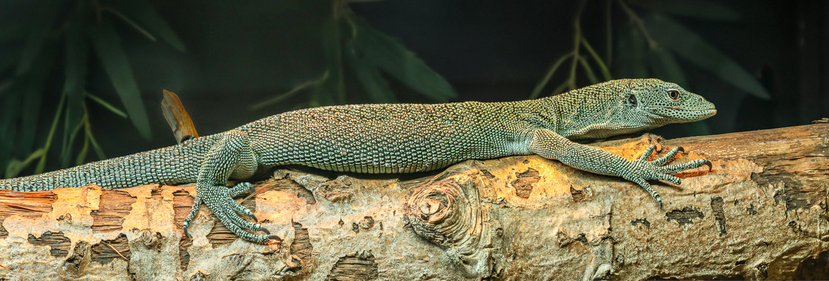 Biak tree monitor : Call of the Wild : 17 Jul 2025