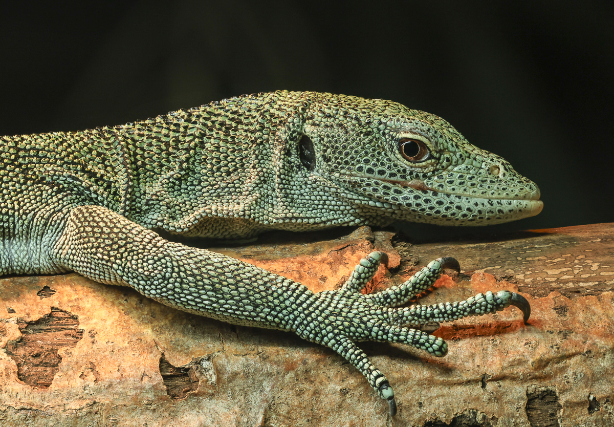 Biak tree monitor : Call of the Wild : 17 Jul 2025