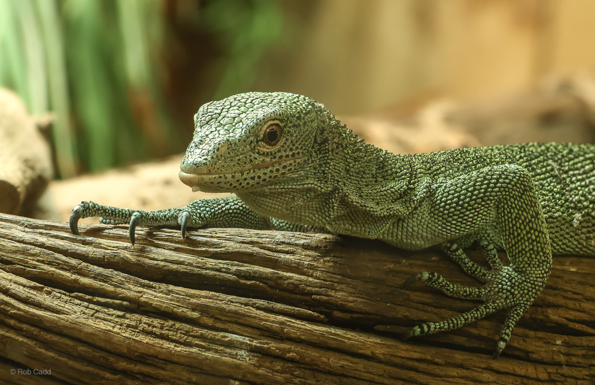 Biak tree monitor : Call of the Wild : 17 Jul 2025