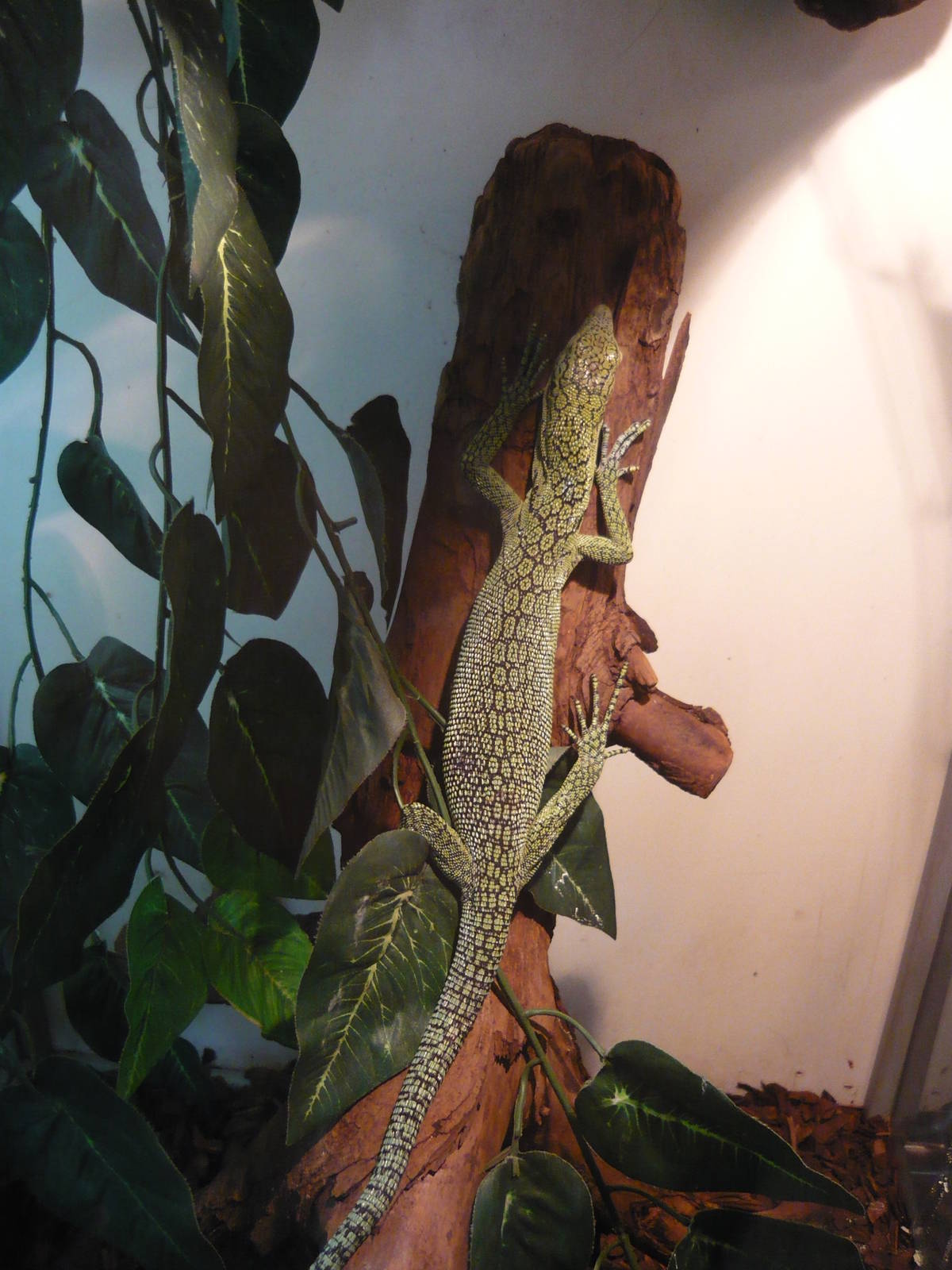 Biak tree monitor (Varanus kordensis)