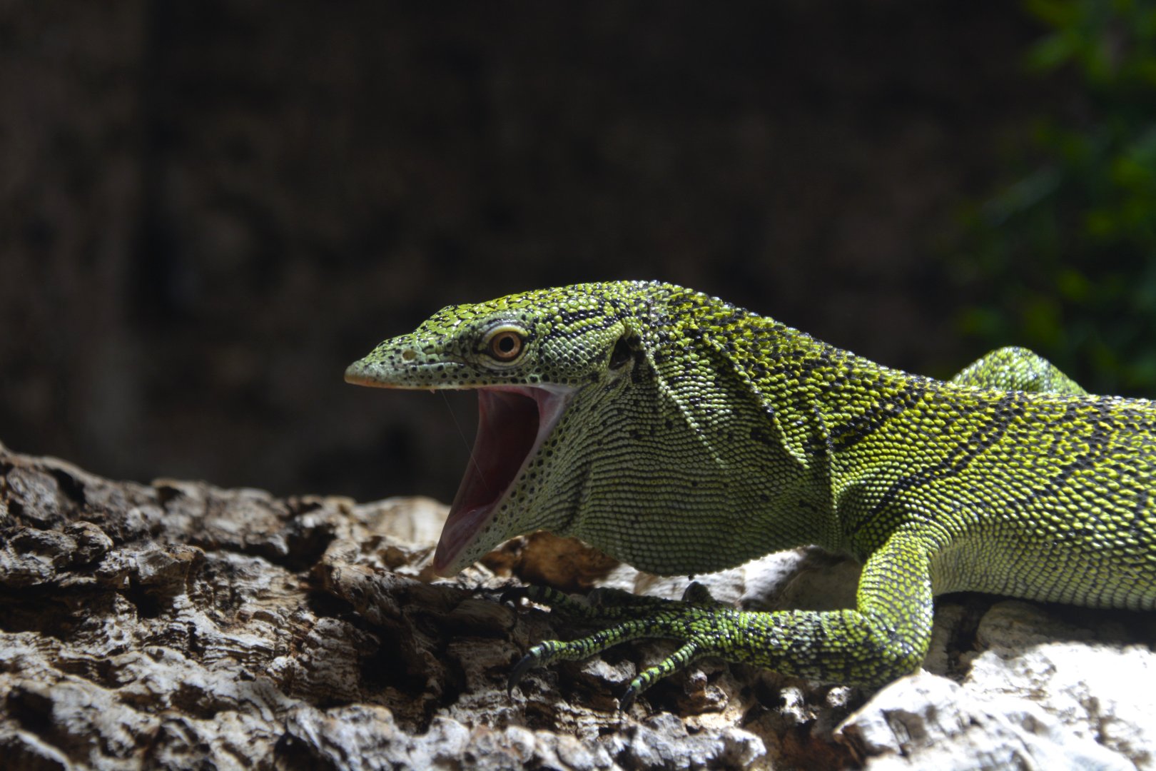 Biak tree monitor (Varanus kordensis)
