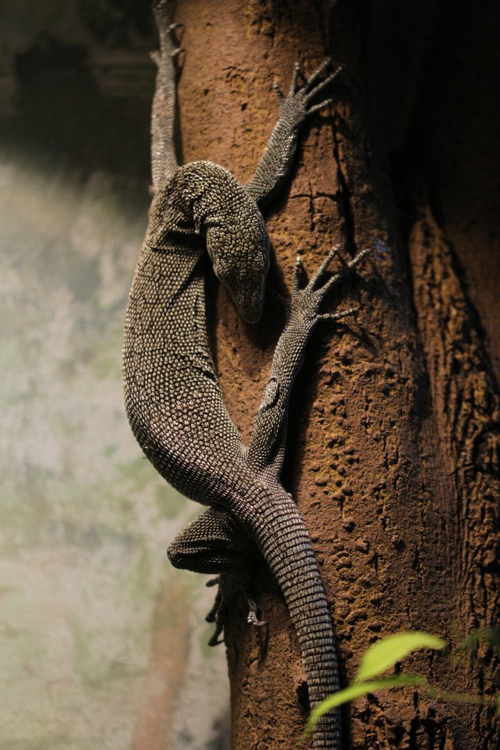 Biak tree monitor (Varanus kordensis)