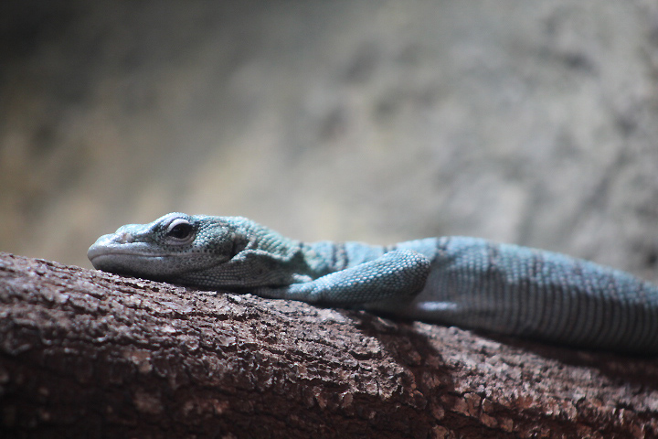 Biak tree monitor (Varanus kordensis)